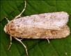 2385 (73.087)<br>Small Mottled Willow